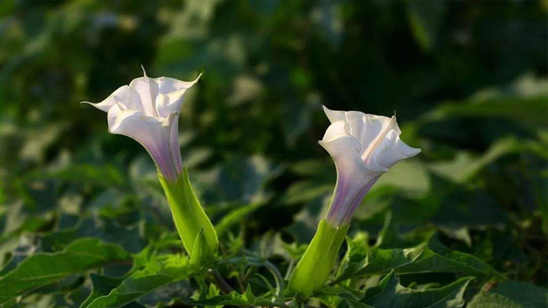 什麼花的花語是絕望