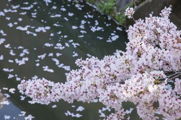 茶蘼花花語