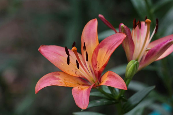 百合花的花語是什麼