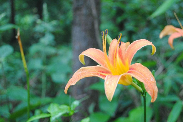 什麼花的花語是忘記