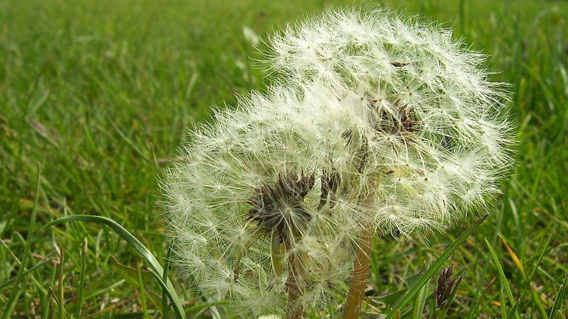 什麼花的花語最悲傷