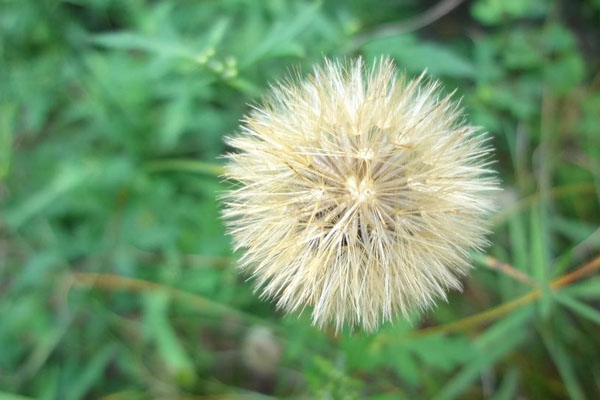 什麼花的花語最悲傷