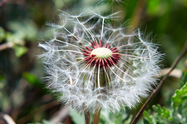 什麼花的花語最悲傷