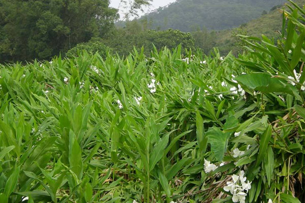 薑的種植方法和時間