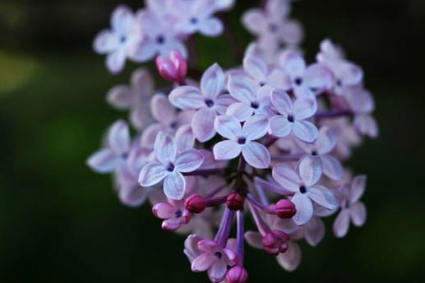 丁香花花語