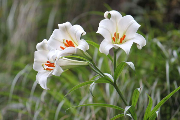 野百合花語是什麼意思