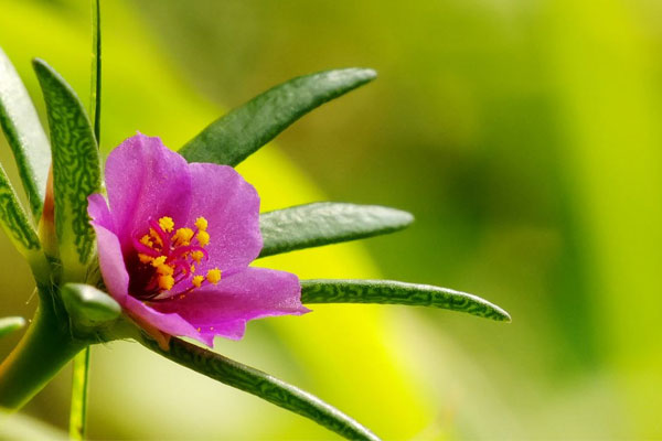 小太陽花的花語