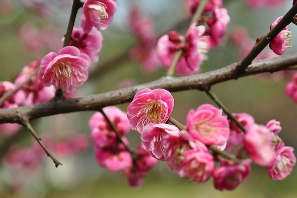 春節梅花寓意