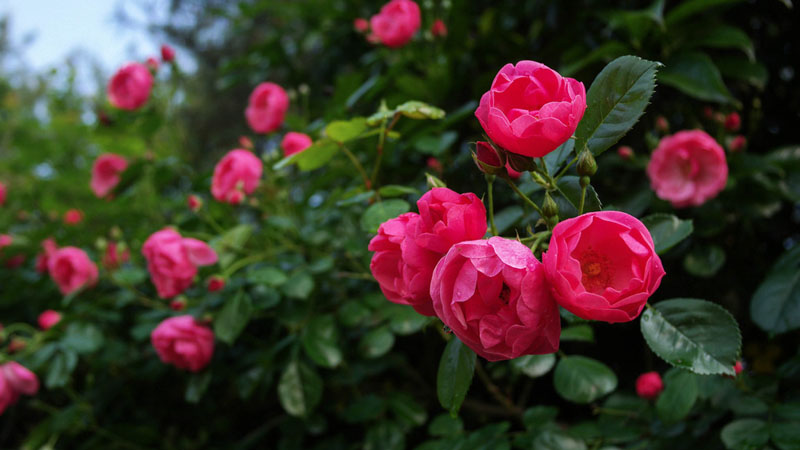 薔薇是什麼植物