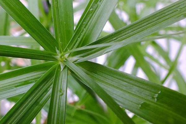 傘竹開花象征什麼