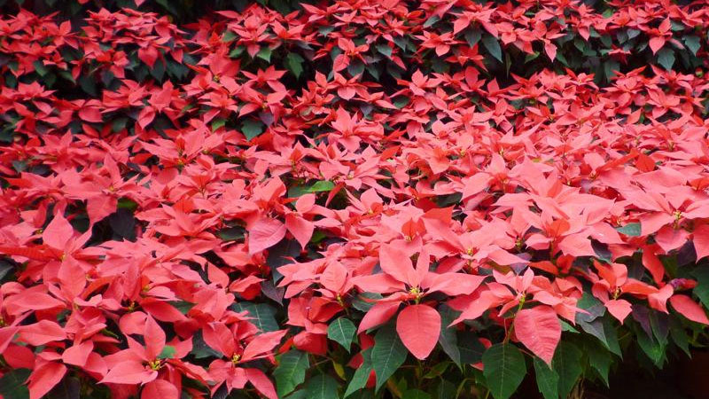 萬年紅怎麼養殖方法