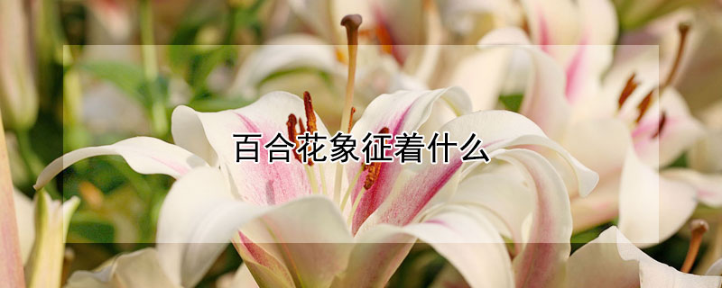 百合花象征著什麼