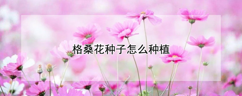 格桑花種子怎麼種植