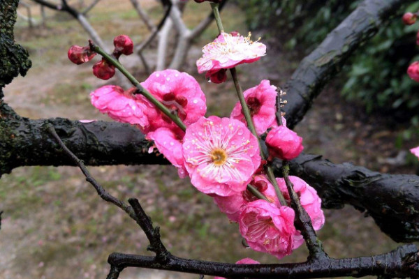 家裏放梅花是什麼寓意