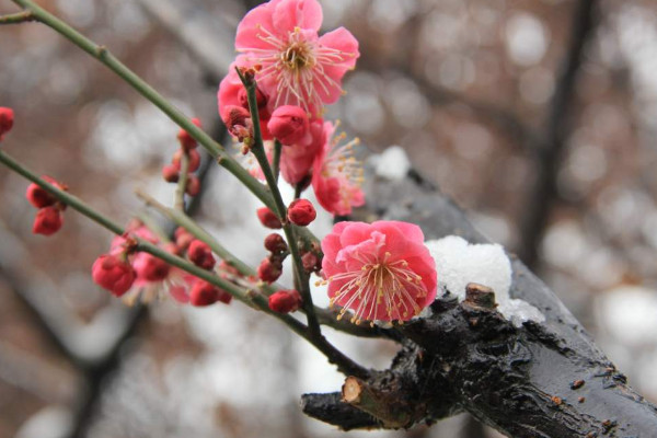 臘梅的花語