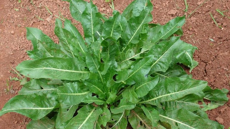 板藍根種植技術