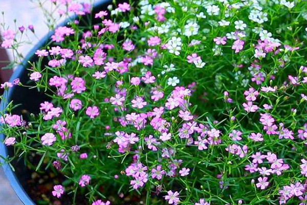 滿天星花怎麼養殖方法