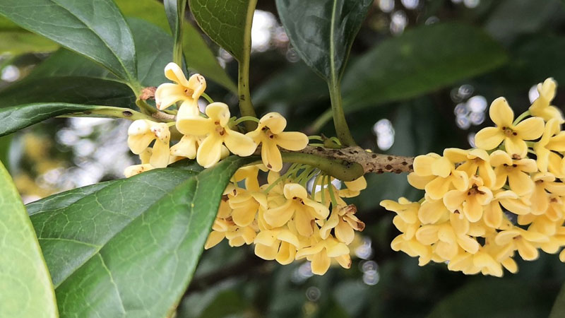 桂花樹的特點