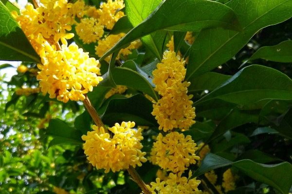 桂花樹的特點