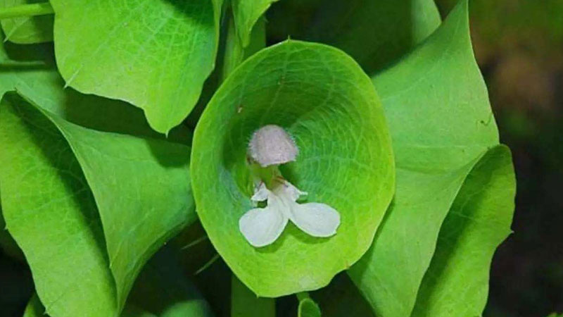 貝殼花怎麼養