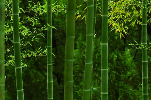 花中四君子的象征意義