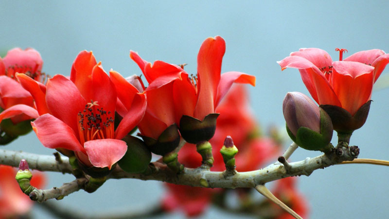 廣州市花是什麼