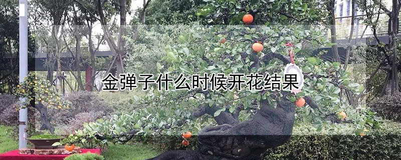 金彈子什麼時候開花結果