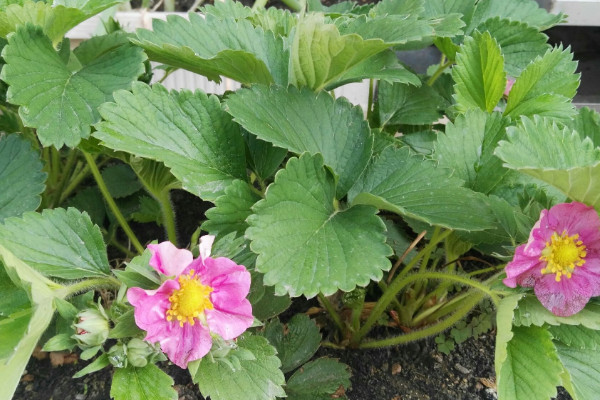 草莓怎麼種