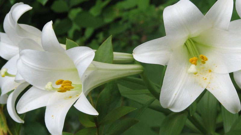 百合花什麼時候種最好