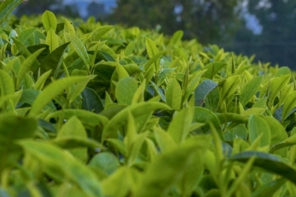 普洱茶屬於什麼茶