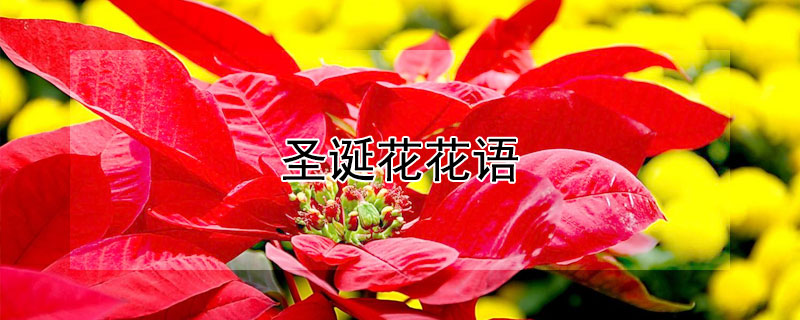 聖誕花花語