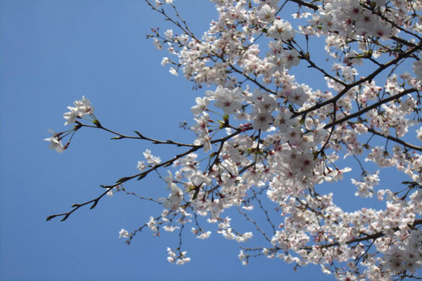 櫻花樹怎麼養