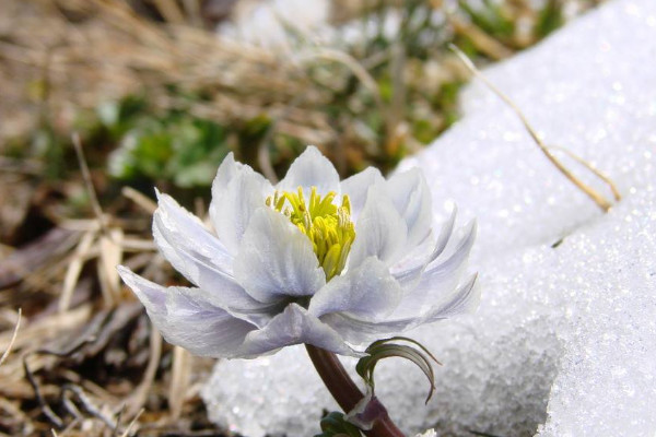 雪蓮是什麼樣子的