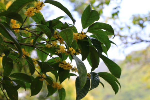 桂花樹好養嗎