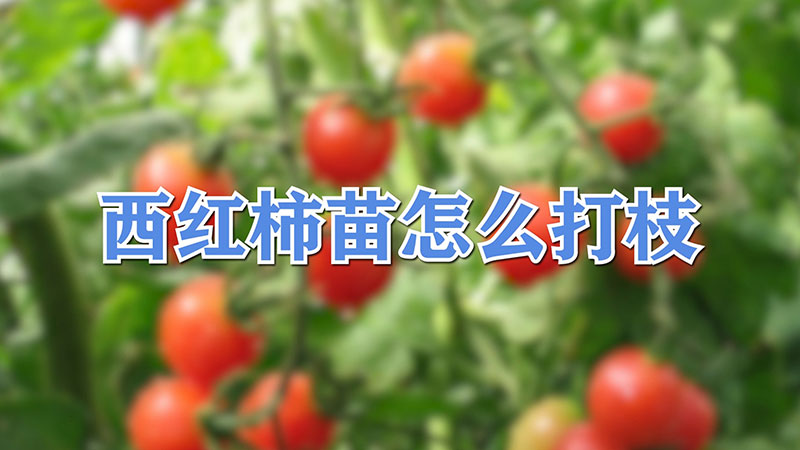 西紅柿苗怎麼打枝