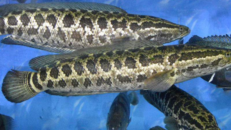 黑魚吃什麼食物