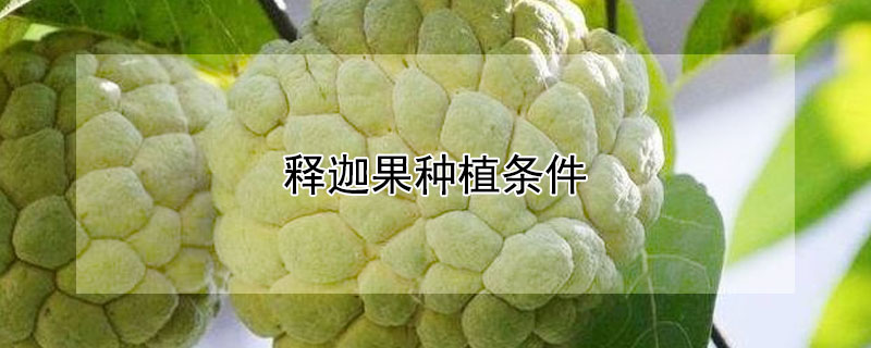 釋迦果種植條件