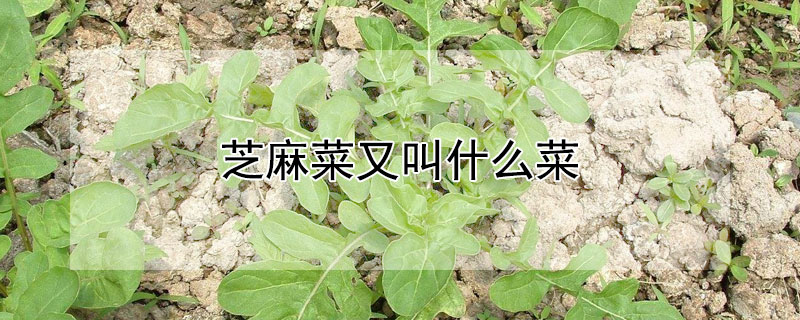 芝麻菜又叫什麼菜