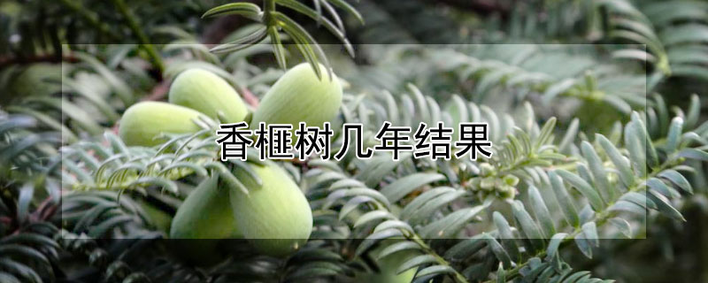 香榧樹幾年結果