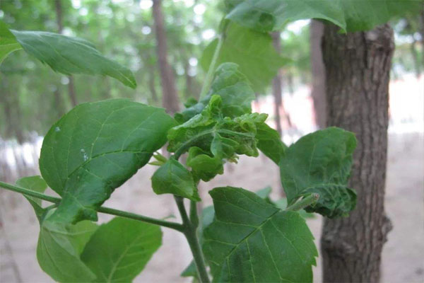 盆栽花卉長蚜蟲了怎麼辦