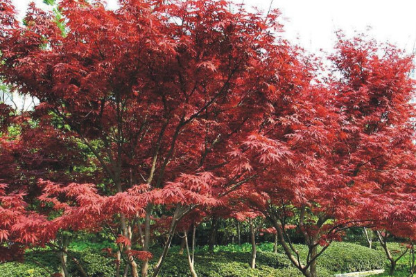 紅楓怎麼養