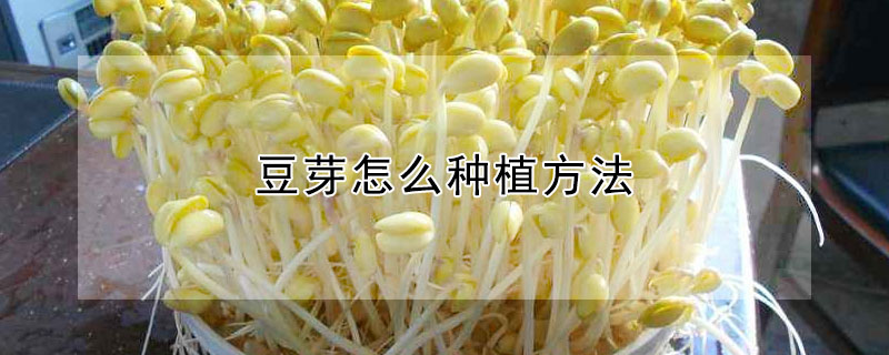 豆芽怎麼種植方法