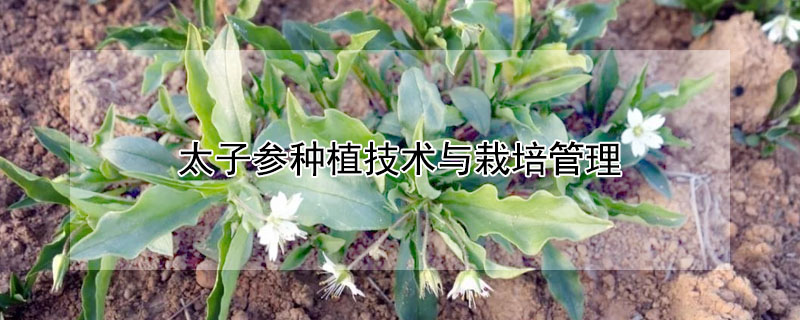 太子參種植技術與栽培管理