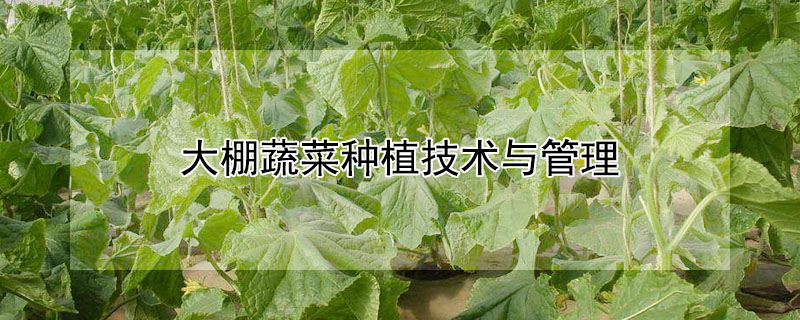 大棚蔬菜種植技術與管理