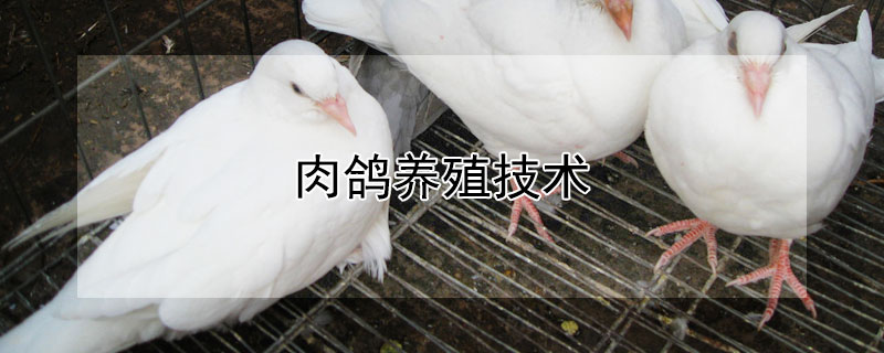 肉鴿養殖技術