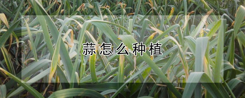 蒜怎麼種植