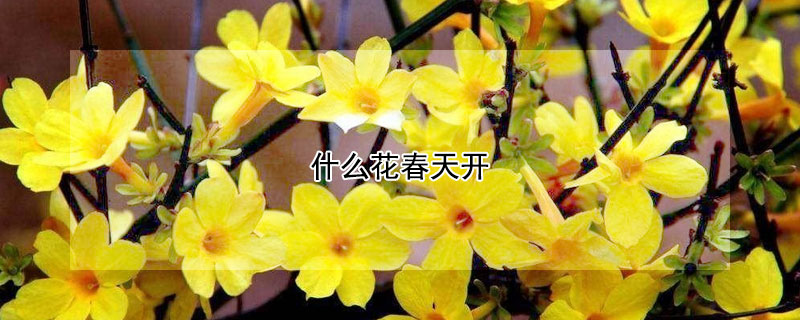 什麼花春天開