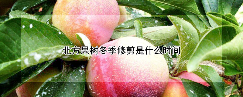 北方果樹冬季修剪是什麼時間