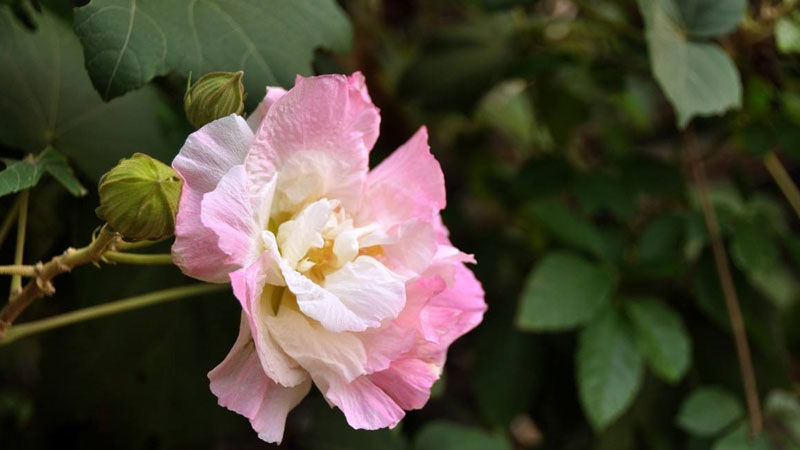 木芙蓉怎麼種植