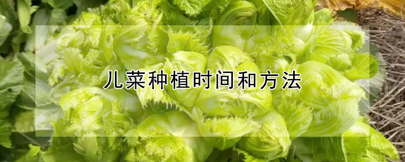 兒菜種植時間和方法